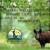 Ogłoszenie Poglądowe